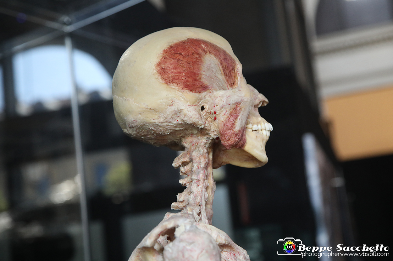 VBS_3039 - Mostra Body Worlds.jpg